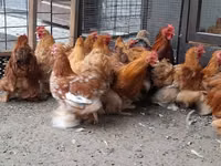 Pekin-Zwerg — Foto 1