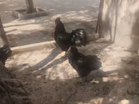 Australorp — photo 1