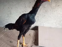 Chickens — Foto 7