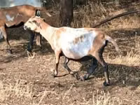 Sheep, Cameroon sheep — photo 3