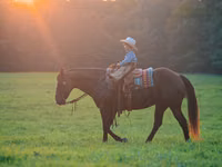 Caballo, Quarter Horse — foto 5