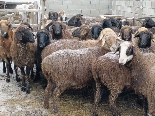 公羊, Sheep
