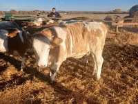 Cow, Hungarian Grey breed — photo 6