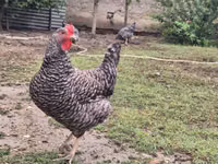 Slovenian Barred Hen — photo 6