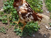 Chickens — 照片 2