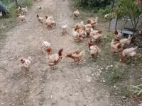 Chickens — Foto 1
