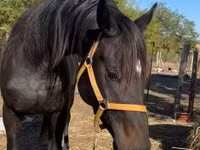 Cheval, Chevaux — photo 2