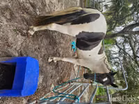 公马, American paint horse — 照片 8