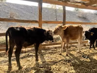 Taureau, Swiss cattle — photo 1