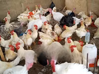 Turkeys — الصورة 4