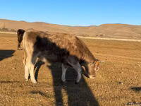 गाय, Latvian Blue cattle — फ़ोटो 3