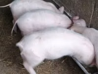 母猪, Pigs — 照片 2