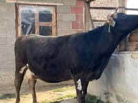 Vache, Race Alatauskaya — photo 1