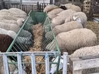 Sheep, Ile-de-France sheep — photo 3