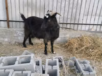 母山羊, Czech Brown Shorthaired goats — 照片 1