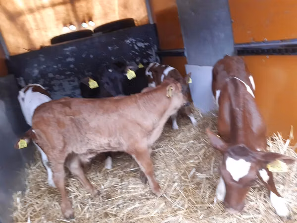 公牛, Limousin cow