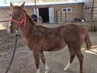 公马, Thoroughbred horse — 照片 3