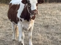 Cow, Cast cow — photo 3