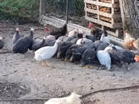 Guinea fowl — photo 2