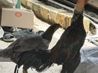 Chickens — 照片 2