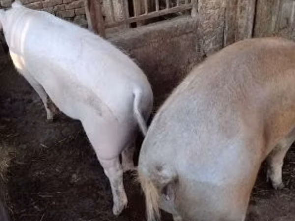 सूअर (लॉट, लिंग निर्दिष्ट नहीं), 