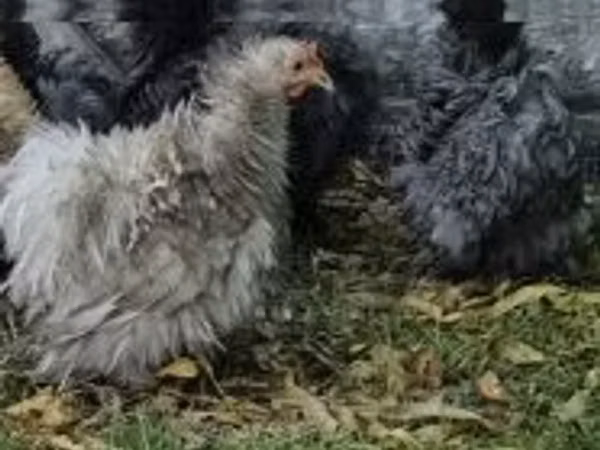 Pekin-Zwerg