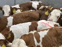 أبقار (دفعة، الجنس غير محدد), Simmental cattle — الصورة 4
