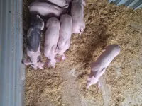 नर सूअर — फ़ोटो 5