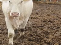 Kuh, Charolais cattle — Foto 2