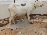 Bélier, Moutons — photo 1