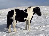 Horse (M), Mugalzhar horse — photo 1