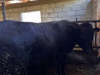 公牛, Red Polled Cow — 照片 1