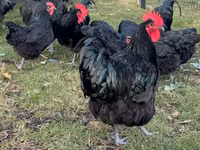 Australorp — foto 7