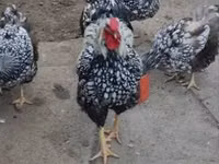 وياندوت — الصورة 2
