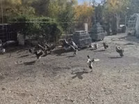 印度跑鸭 — 照片 4