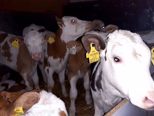 公牛, Simmental cattle
