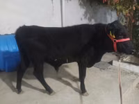 Toro, Aberdeen-Angus — foto 3