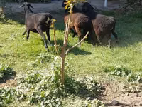 Bélier, Moutons — photo 3