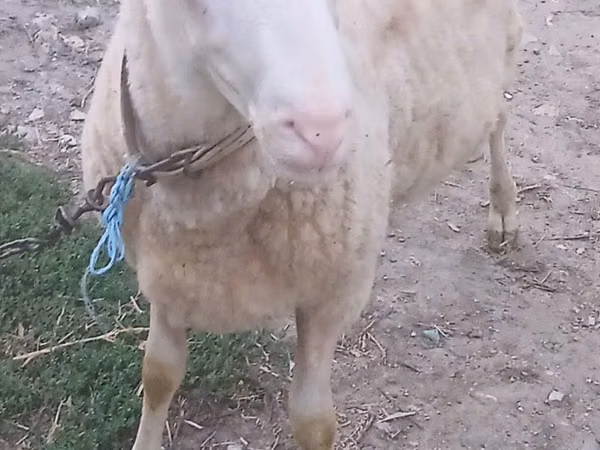 公羊, Sheep