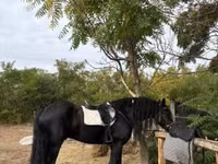 Cheval, Friesian — photo 6