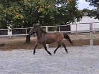 公马, Horses — 照片 2