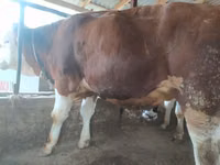 Bulle, Holstein-Rasse — Foto 2