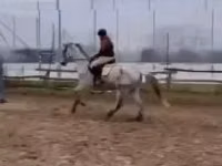 公马, Oldenburg horse — 照片 6