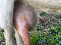 Goat, Beetal goats — photo 3