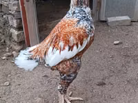 بليموث روك — الصورة 5