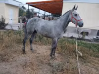 公马, Friesian sport horse — 照片 2