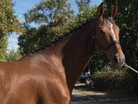 母马, Hanoverian — 照片 4