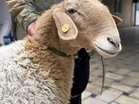 母羊, Awassi sheep — 照片 2