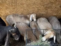 Brebis, Arashan sheep — photo 8