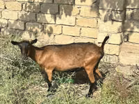 Chèvre, Alpine goat — photo 3